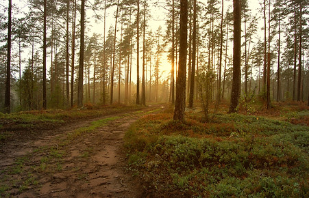 Sunset in the Woods