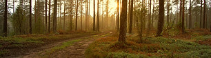 Sunset in the Woods