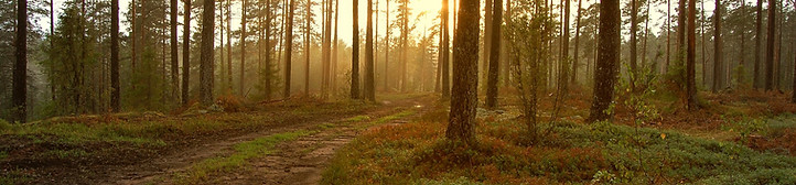 Sunset in the Woods