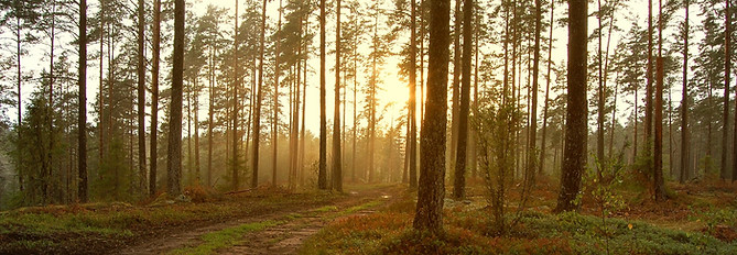 Sunset in the Woods