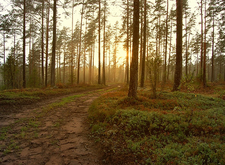 Sunset in the Woods