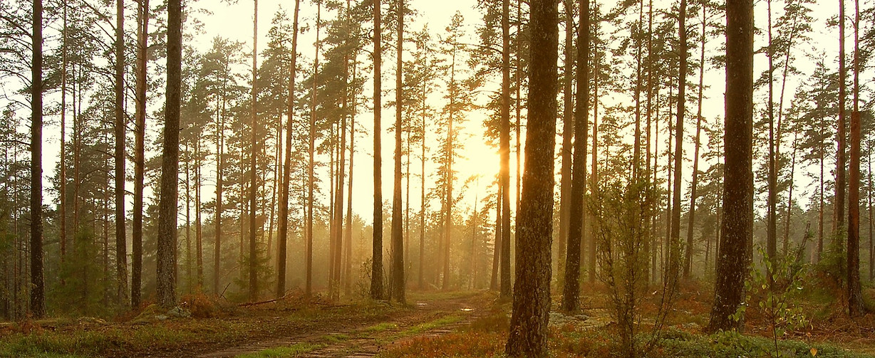 Sunset in the Woods