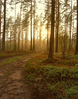 Sunset in the Woods