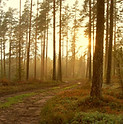 Sonnenuntergang in den Wald