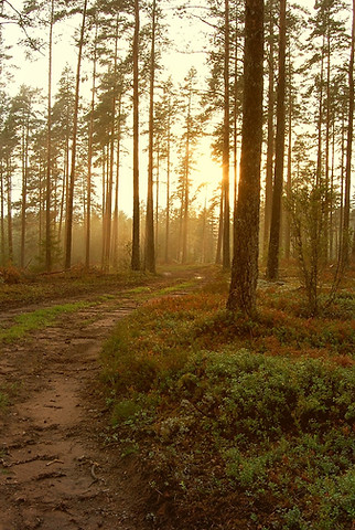 Sunset in the Woods