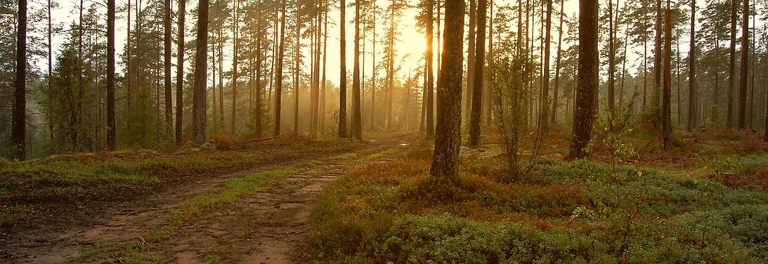 Forest Sunrise Path
