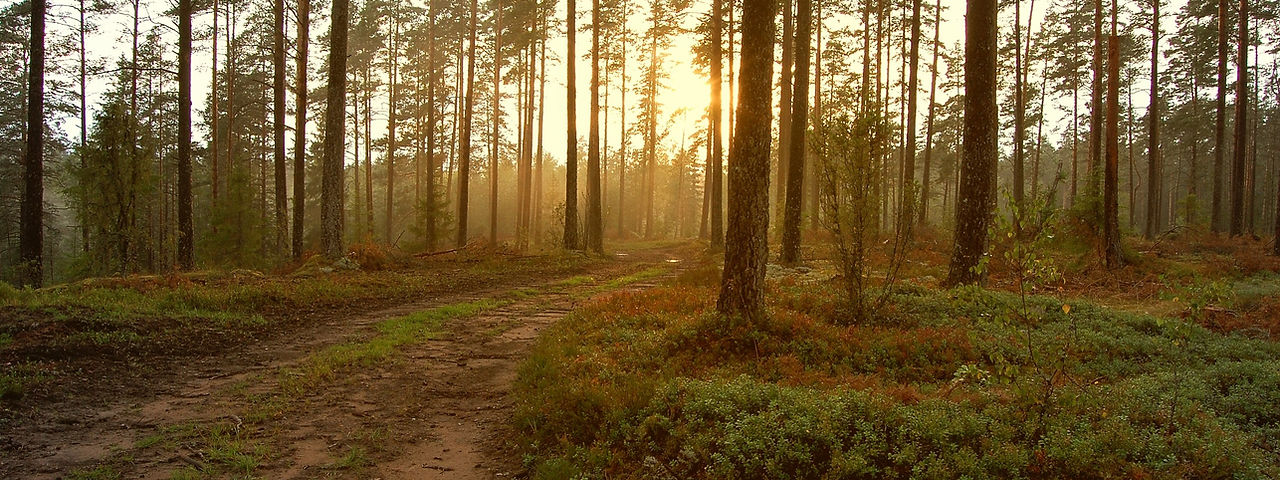Sunset in the Woods