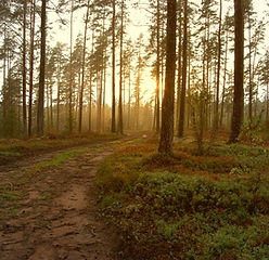 Sunset in the Woods