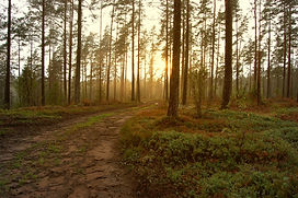 Coucher de soleil dans les bois