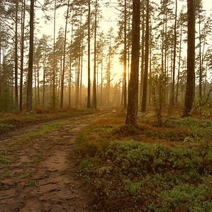 Forest Sunrise Path