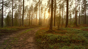 The Path to Successful SRI