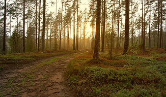 Solnedgång i skogen