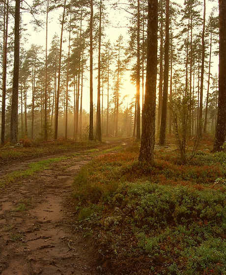 Sunset in the Woods