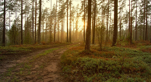 Forest Sunrise Path