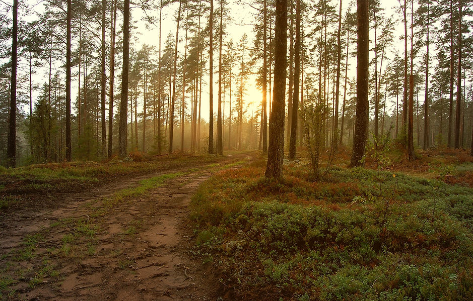 Sunset in the Woods