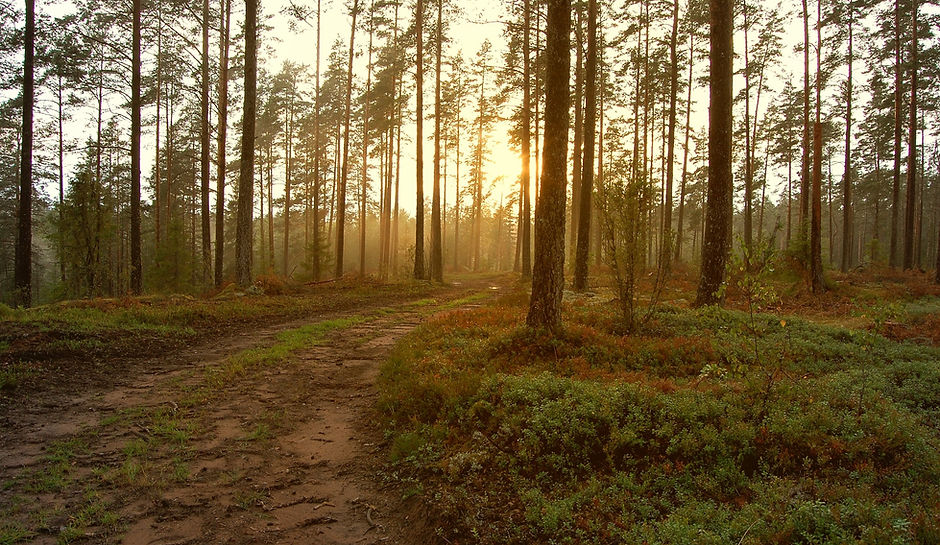 Sunset in the Woods