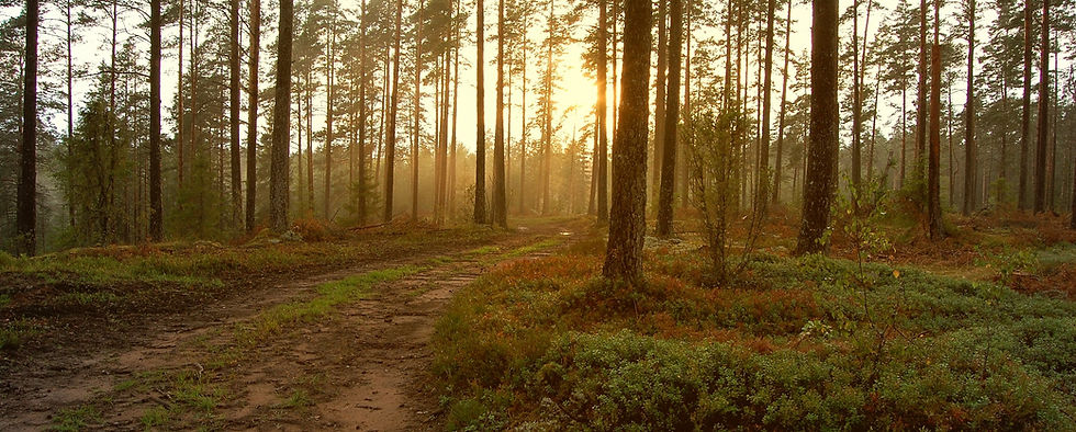 Sunset in the Woods