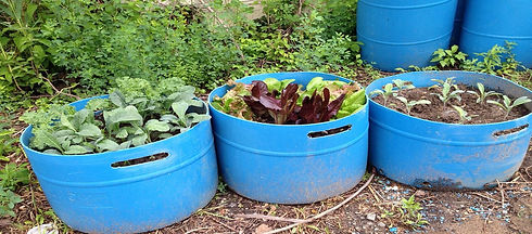 hgic_veg_container_leafy greens_JT_1600.jpeg