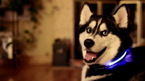 led-dog-collar-banner1.jpg