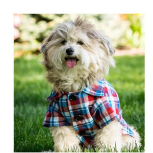 Dog Apparel - Walk Your Dog With Style