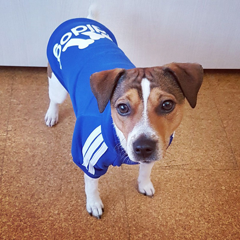 Getting a Good Set of Pet Clothes
