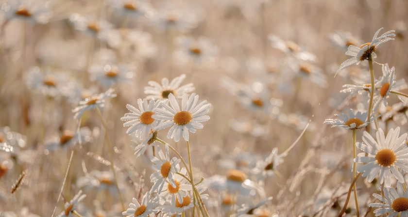 SD Daisy field.png