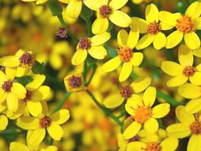 Asalna's Ethiopian Wildflower Honey