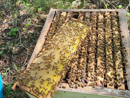 Asalna Bee's first honey in the comb