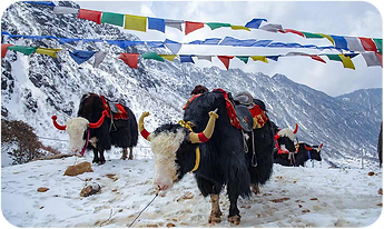 Sikkim Tourism Packages