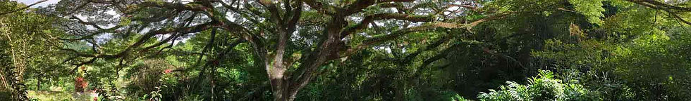 habitation-ceron-martinique-photo-ophelie-huyet-paysages-7-greenscreen.jpg