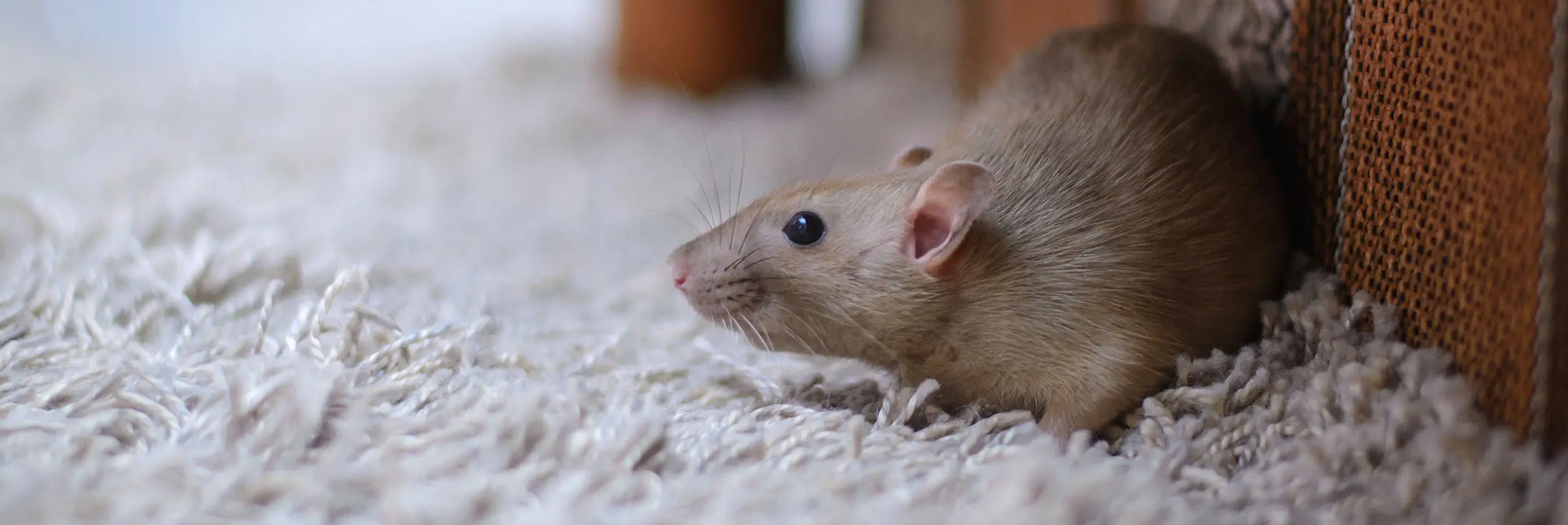 rat removal toronto.webp