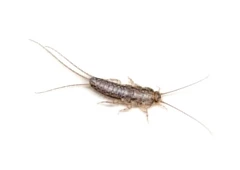silverfish.webp