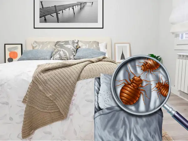bed bug removal.webp