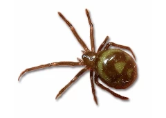 spider