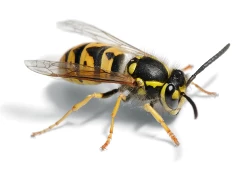 wasp.webp