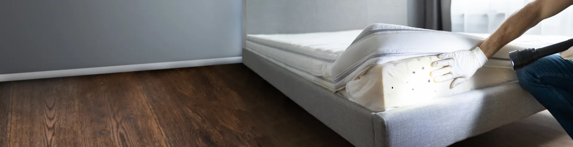 bed-bugs-treatment-type.webp