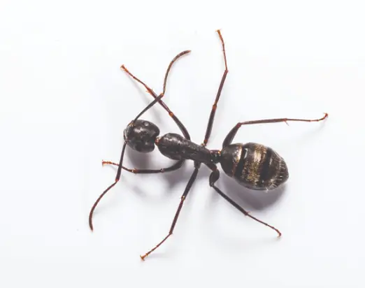 Black Carpenter Ants.webp