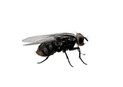 fly.webp