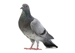 pigeon.webp
