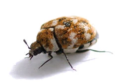 carpet-beetle.webp