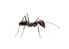 ant.webp