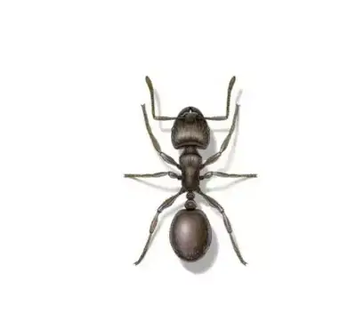 Pavement Ants.webp