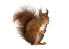 red-squirrel.webp