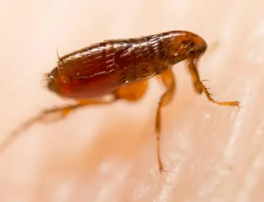 fleas1.webp