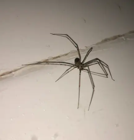Pholcidae spiders.webp