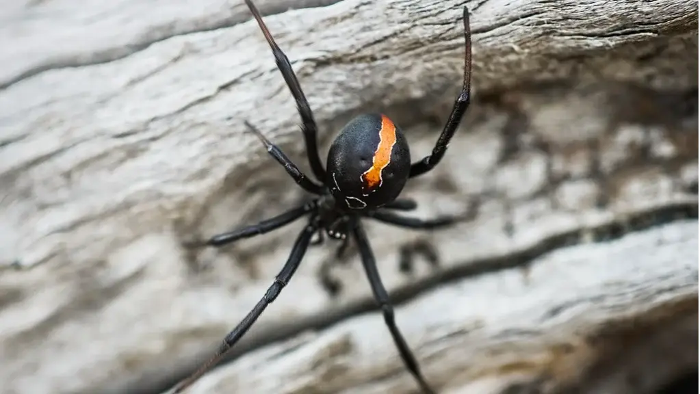 removal-spiders-toronto.webp