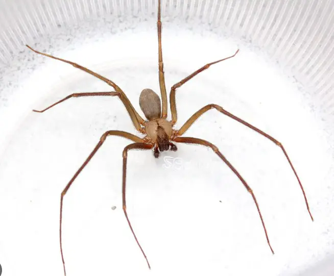 Loxosceles reclusa spiders.webp
