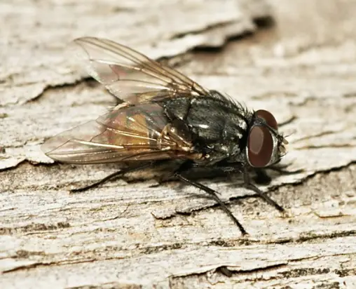 fly1.webp