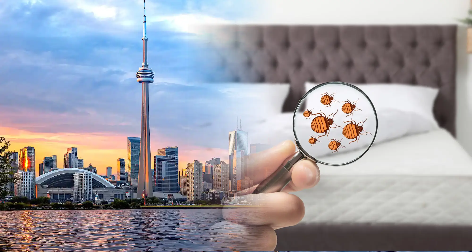 toronto.webp