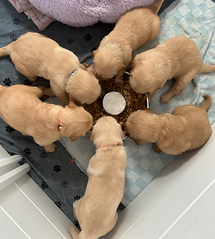 6 Puppies